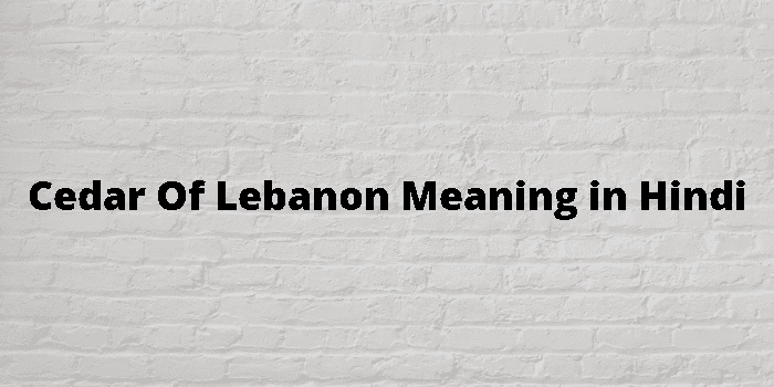 cedar of lebanon
