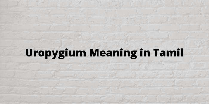uropygium